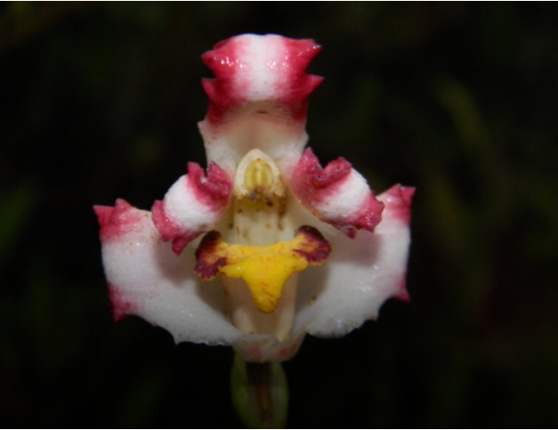 Nueva variedad de orquídea con colores patrios es descubierta por  investigadores PUCP - Facultad de Ciencias e Ingeniería | PUCPFacultad de  Ciencias e Ingeniería