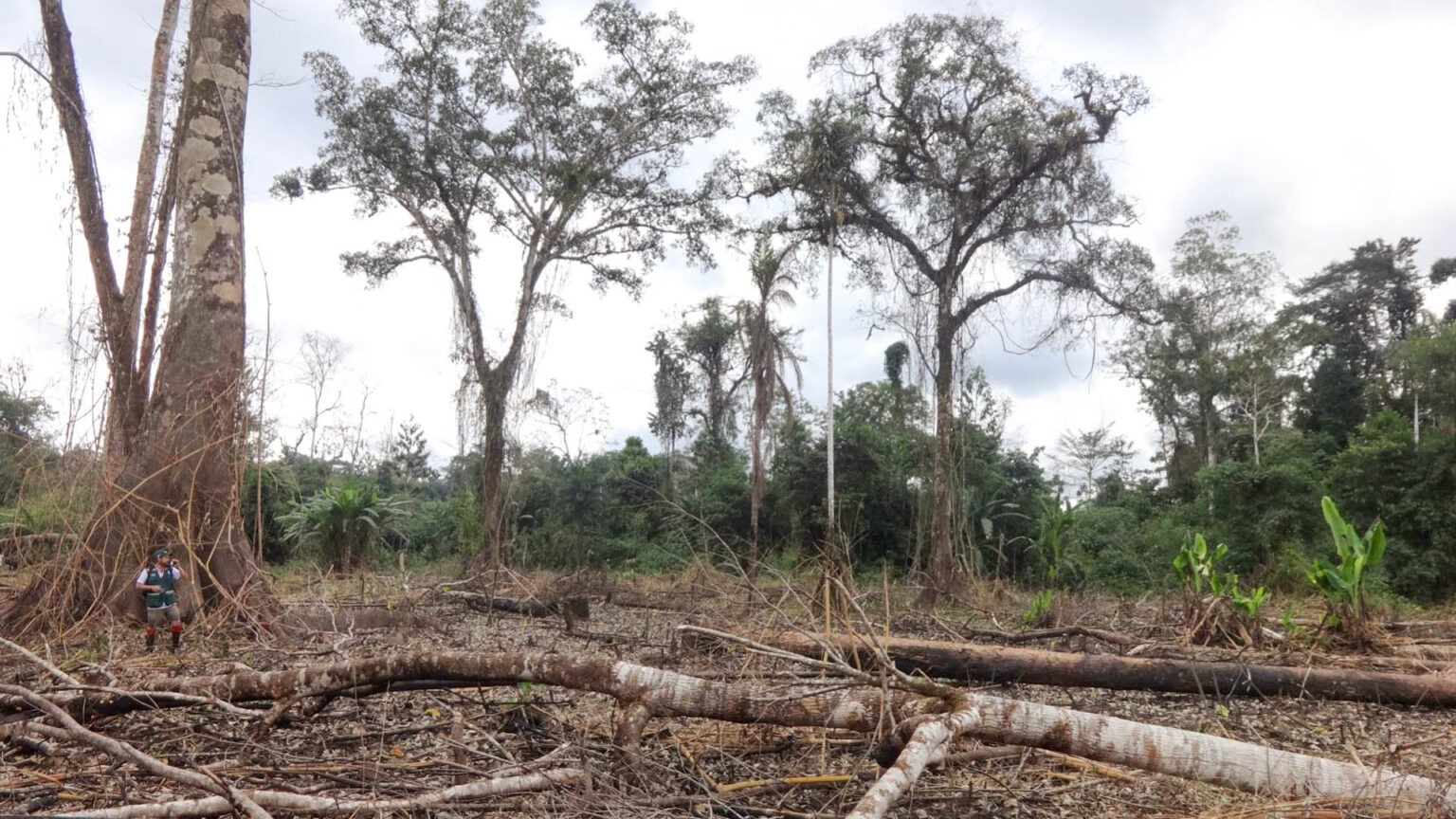 Científicos Publican Carta En Science Que Advierte Sobre La Ley Forestal 5331