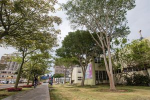 Toma abierta en la que se ve una vereda angosta del campus. El plano contrapicado hace que los árboles de dos o tres pisos y que están cerca de la cámara se vean grandes. El pasto está un poco seco y al lado derecho se ve un costado del edificio de química.