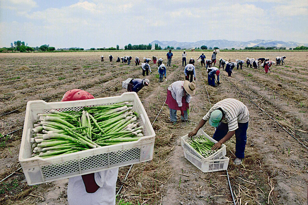 La situación laboral de los trabajadores de la agroexportación en el Perú