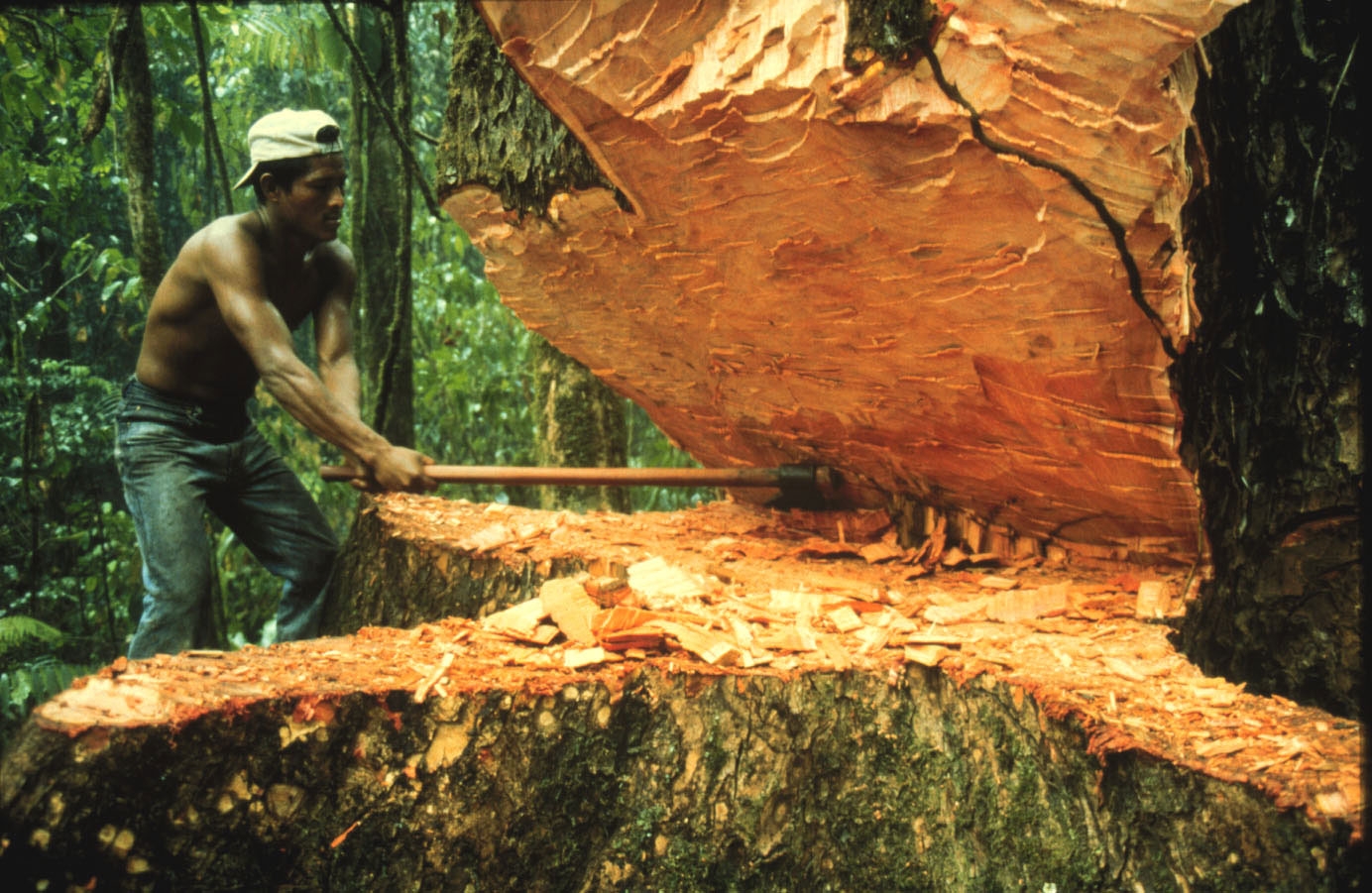 Informe PuntoEdu: La tala ilegal y la deforestación de la Amazonía peruana  - PuntoEdu PUCP