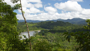 Selva de San Martín