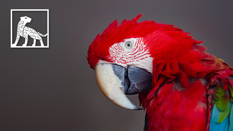 papagayo rojo