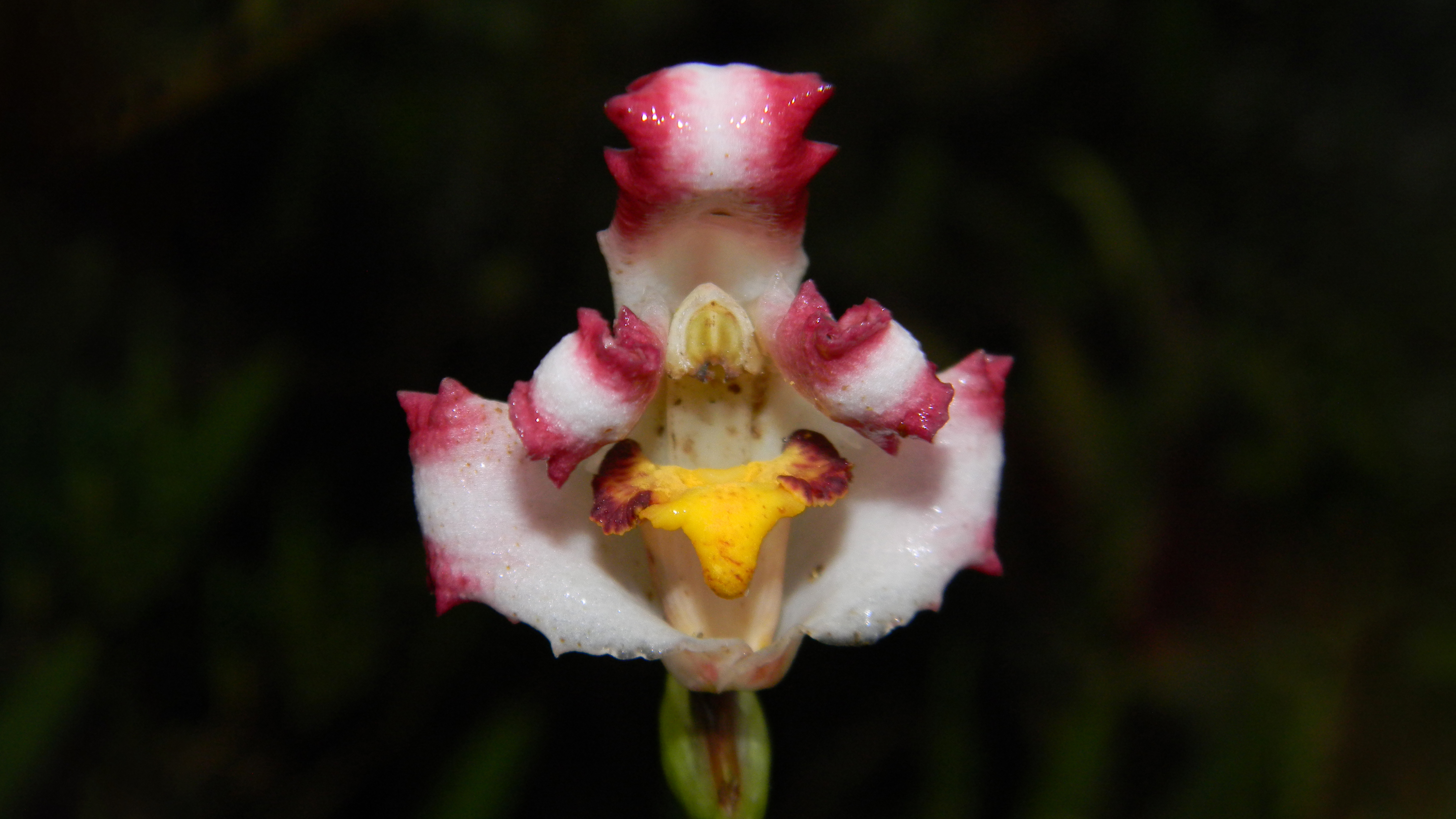 Flor bicentenaria: investigadores PUCP descubren nueva variedad de orquídea en Oxapampa