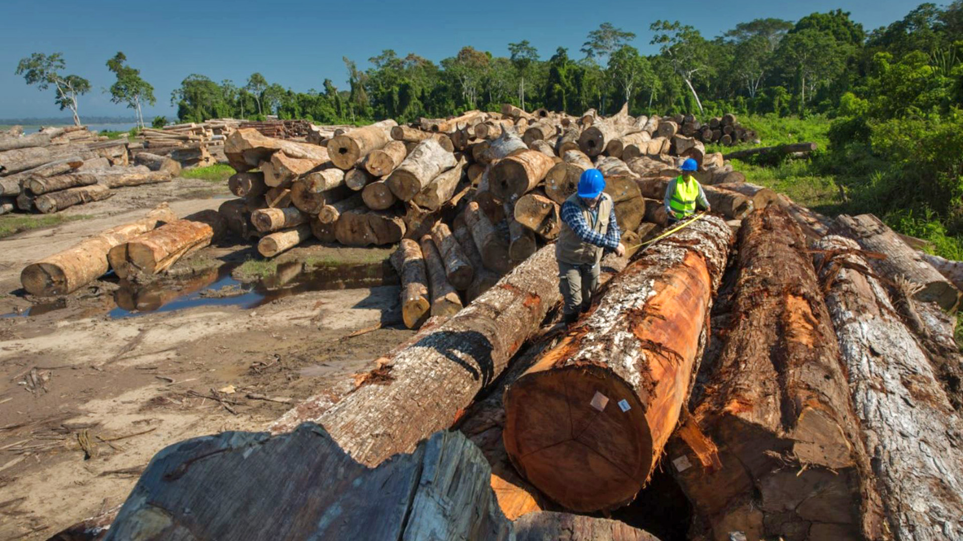 El Perú ha perdido más de 3 millones de hectáreas de bosques desde el 2001
