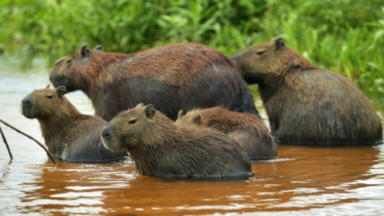 capibara en río amazónico