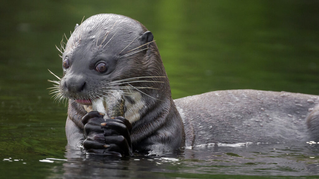 Lobo marino de Tambopata.