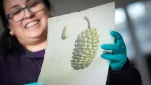 Acuarela botánica de Raimondi